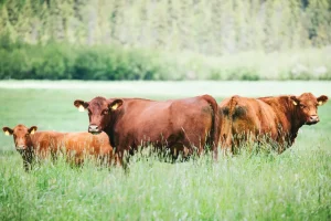 0825 F1 ISIN FutueOfMeat Cows 1400x933